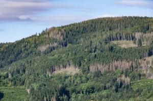 Vosges : sécheresses et ravageurs menacent la forêt