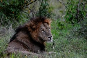 Deux tiers de la faune sauvage en moins en 50 ans