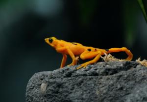 Le champignon tueur qui menace d’exterminer un tiers des amphibiens du Panama