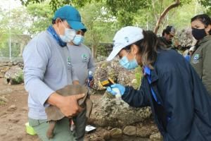 36 tortues des Galapagos réintroduites dans leur milieu naturel