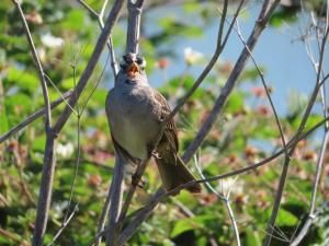 À San Francisco, les oiseaux ont arrêté de s’égosiller pendant le confinement 