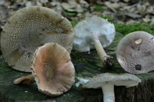 Attention, les applis cueillent parfois les champignons toxiques