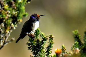 Un colibri au chant unique de contre-ténor en Equateur