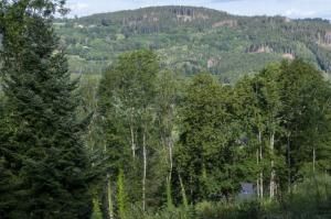 Réchauffement : un rapport préconise de planter un arbre par habitant pendant 30 ans pour adapter la forêt 