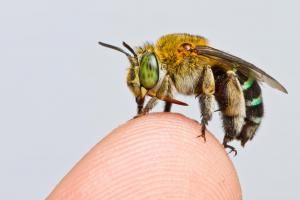 Une première : la carte des abeilles dans le monde