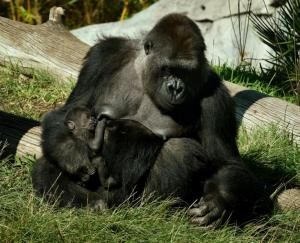 Des gorilles du zoo de San Diego, en Californie, testés positifs au Covid-19