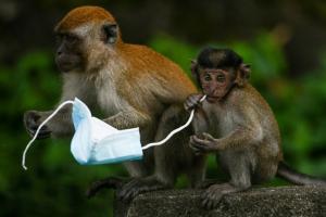 Des macaques aux crabes, les animaux mis en danger par les masques usagés