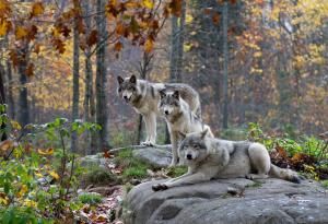 Des restes de viande à l’origine de la domestication du loup ?