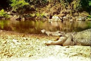 Un crocodile du Siam, en voie d’extinction, aperçu dans un parc de Thaïlande