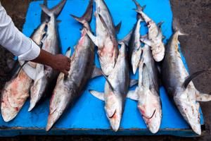 Surpêche : des effectifs de requins et de raies en chute de 70 % en 50 ans