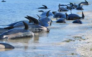 Des dizaines de « dauphins-pilotes » échoués en Nouvelle-Zélande 