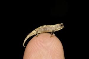 Découverte du plus petit reptile au monde