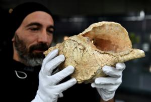 Une conque de 18 000 ans fait encore entendre sa musique