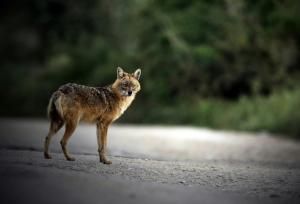 Un rare chacal doré vu dans les Deux-Sèvres, troisième localisation en France 