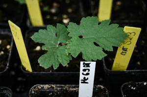 Du Petrus et des plants de vigne envoyés dans l’espace pour tester leur « résilience » 