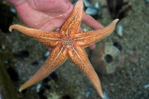 Quel avenir pour les étoiles de mer ?