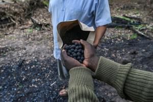 Des « bombes à graines » contre la déforestation au Kenya