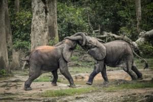 L&#039;éléphant de forêt d&#039;Afrique en danger d&#039;extinction 