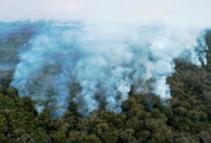 Forte hausse de la destruction de la forêt vierge tropicale en 2020