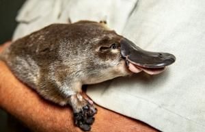 L’Australie ouvre un premier refuge pour ornithorynques 