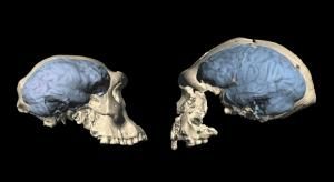 Le cerveau humain moderne est apparu il y moins longtemps que prévu