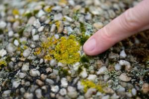  Les lichens, trésor scientifique et sentinelles de l’environnement