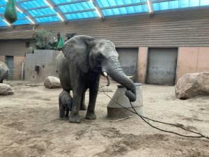 Rejeté par son troupeau, un éléphanteau meurt dans un zoo en Suède