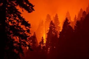 En Californie, un séquoia se consume encore après un feu de forêt de l&#039;été 2020