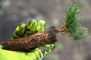 Les champignons ont aidé les plantes à conquérir les terres émergées 