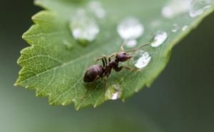 Un parasite ralentit le vieillissement de fourmis, pour mieux en faire des proies