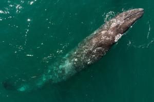 Une baleine grise égarée observée pour la première fois en Méditerranée française