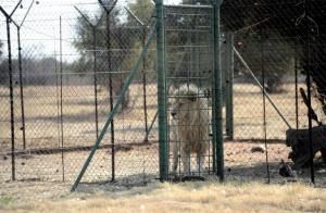 L’Afrique du Sud va interdire l’élevage de lions en captivité pour la chasse