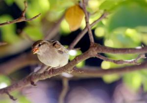 Le déclin des oiseaux se confirme