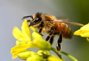 Abeilles : l’Union européenne ouvre la voie à de nouveaux efforts de protection