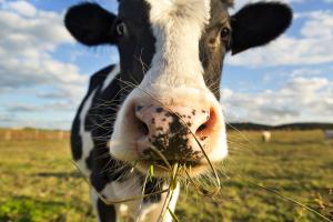 L’estomac des vaches capable de digérer des plastiques !