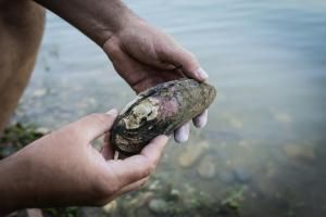 Escargots, moules d&#039;eau douce... inquiétude pour les mollusques non-marins 