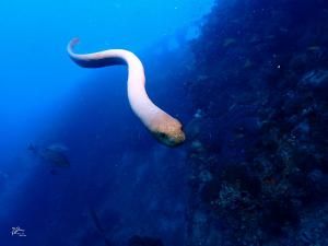 Gare au serpent de mer qui vous prend pour un congénère !