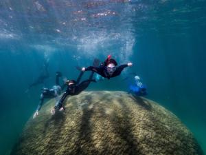 Un corail géant, de plus de 400 ans, découvert dans la Grande Barriere