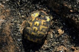 Opération sauvetage de tortues dans une réserve naturelle du Var ravagée par le feu