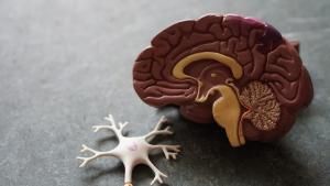 Du mal à apprendre une nouvelle langue ? C’est la faute de la stabilité de votre cerveau 