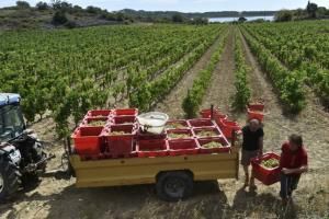 Vin français : une course contre la montre pour s&#039;adapter au changement climatique 