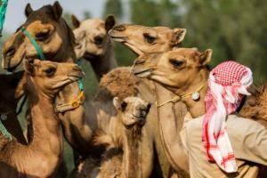 A Dubaï, des chameaux clonés pour gagner courses et concours de beauté