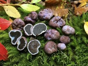 Des oiseaux responsables de la propagation des truffes