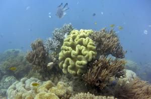 Le blanchissement a touché 98% de la Grande barrière de corail, selon une étude