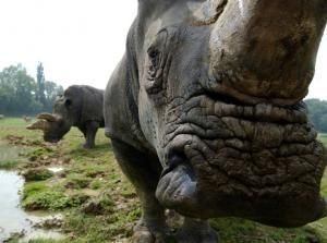 Rhinocéros blancs en Boeing 747, le plus gros transfert de l&#039;histoire