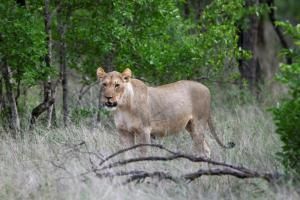 Risques de consanguinité des lions en Afrique du Sud