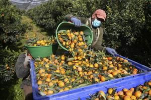 Corse : le changement climatique affecte le goût des clémentines