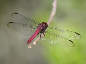 Libellules et demoiselles se meurent faute d&#039;habitat 