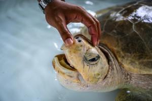 Avec la pandémie, les tortues de retour sur les plages de Thaïlande