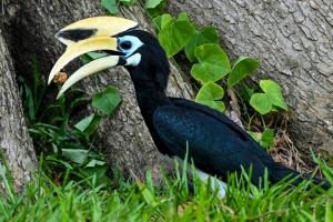 L’extinction d’animaux entrave la capacité des plantes à s’adapter au changement climatique